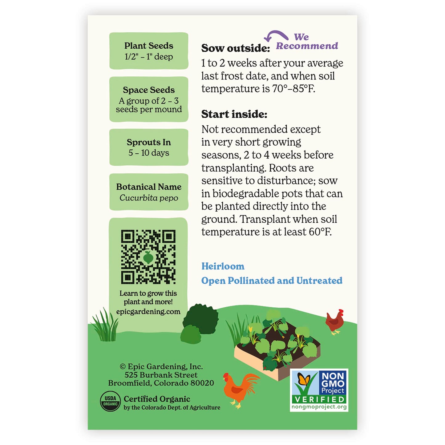 Cocozelle Summer Squash