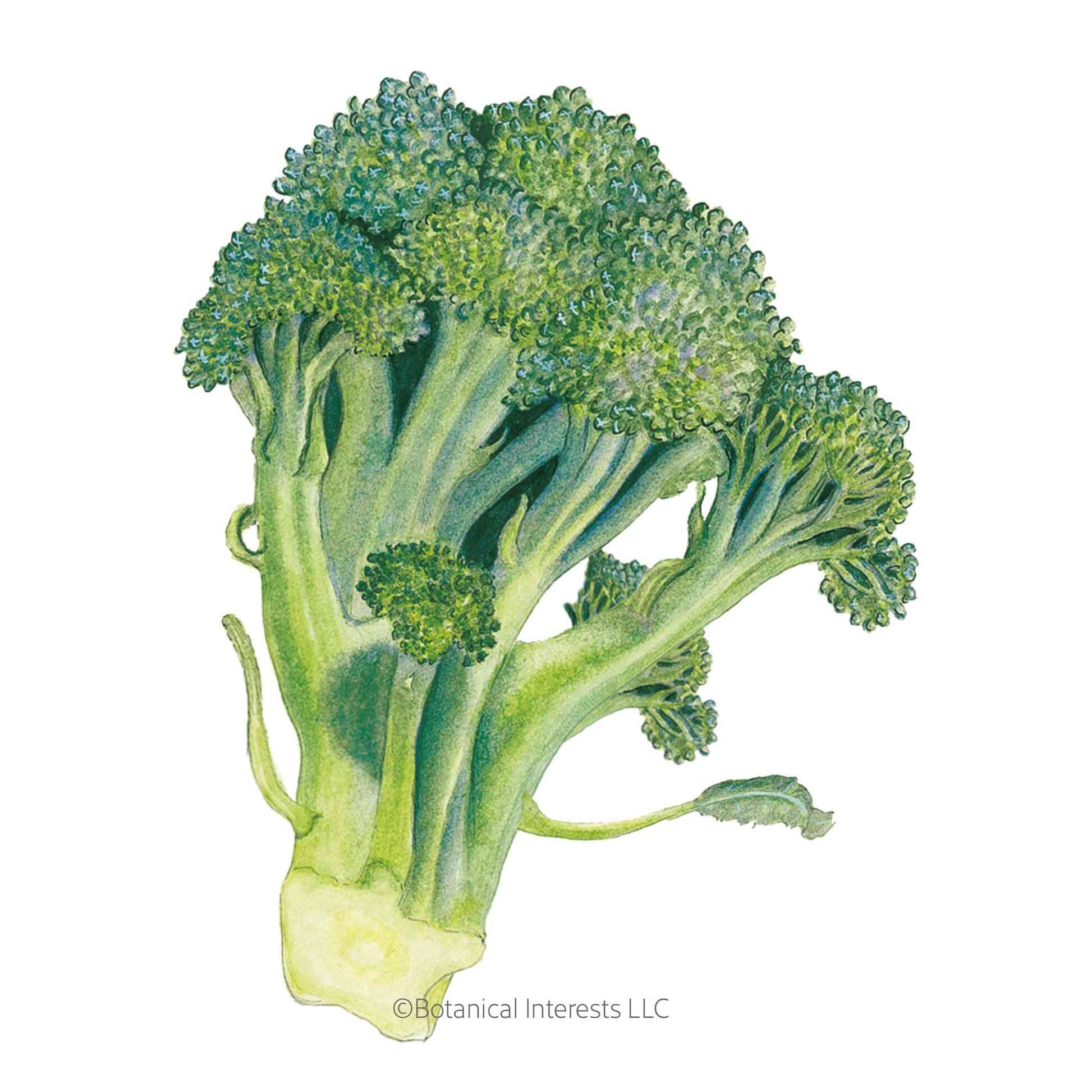 belstar-broccoli-seeds-epic-gardening