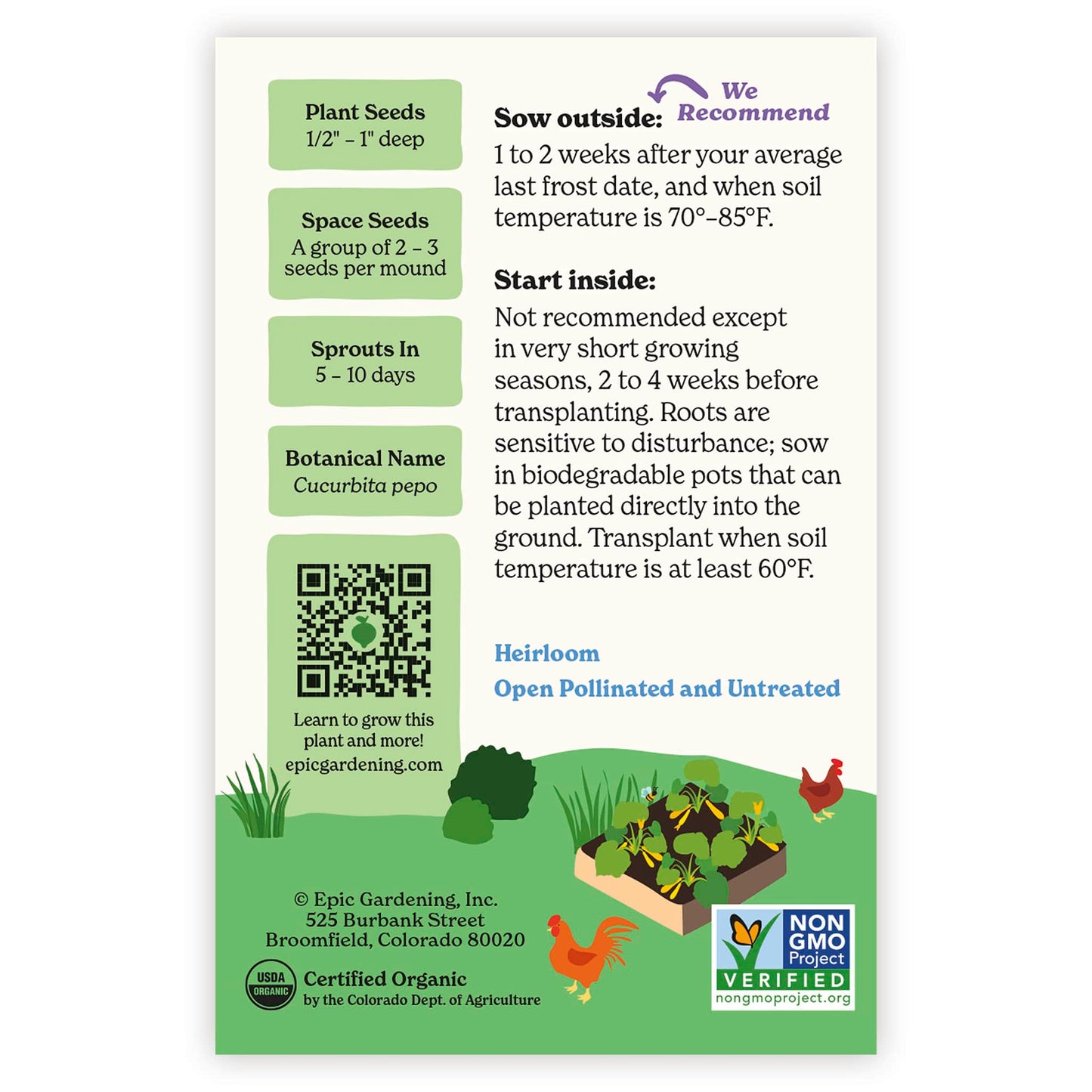 Golden Zucchini Summer Squash