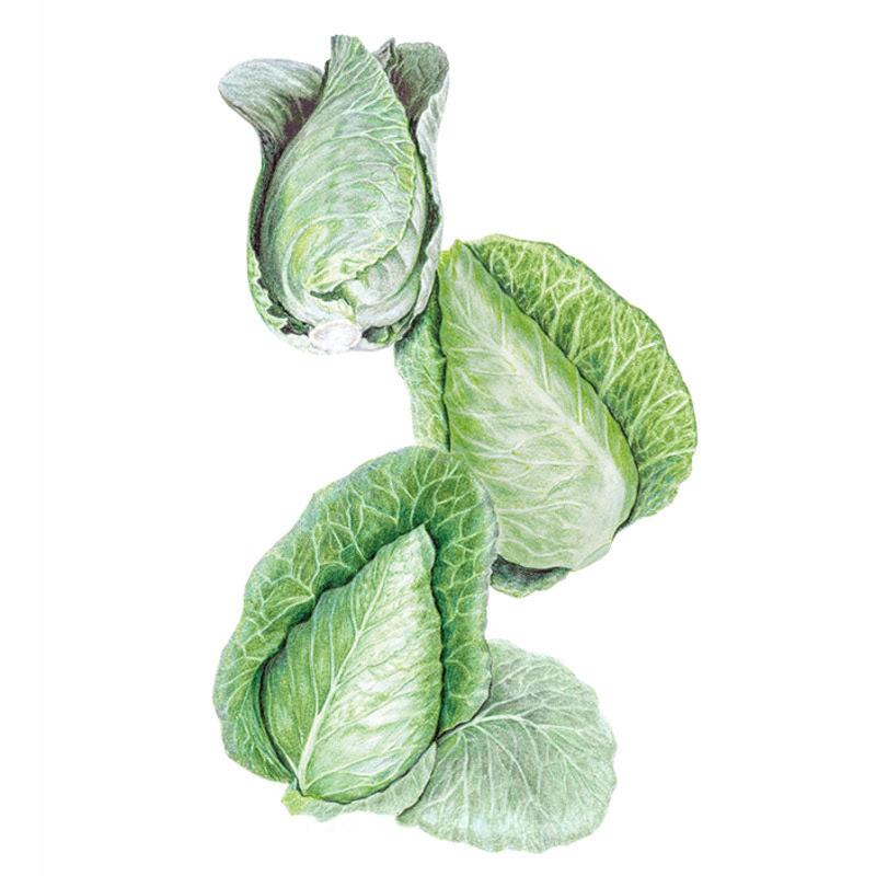 cara plants 5 seeds Caraflex Cabbage Seeds