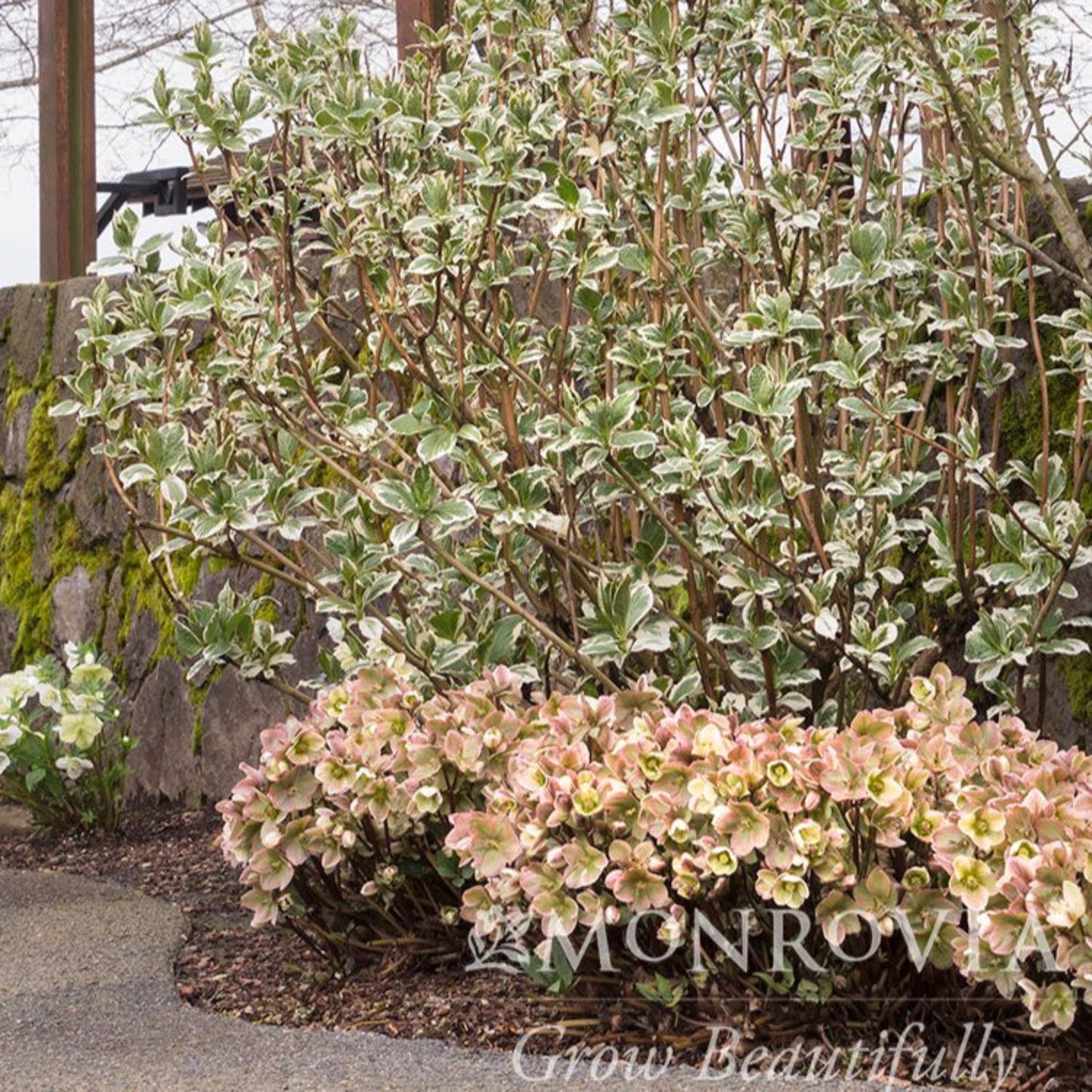 Ivory Prince Hellebore