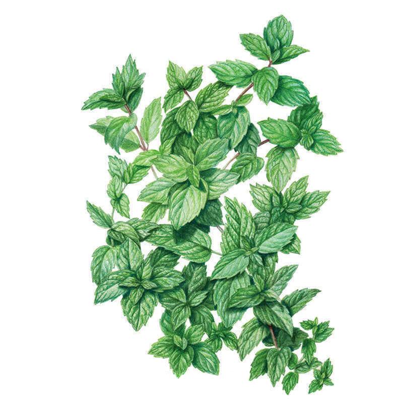 garden mint seeds Common Mint Seeds