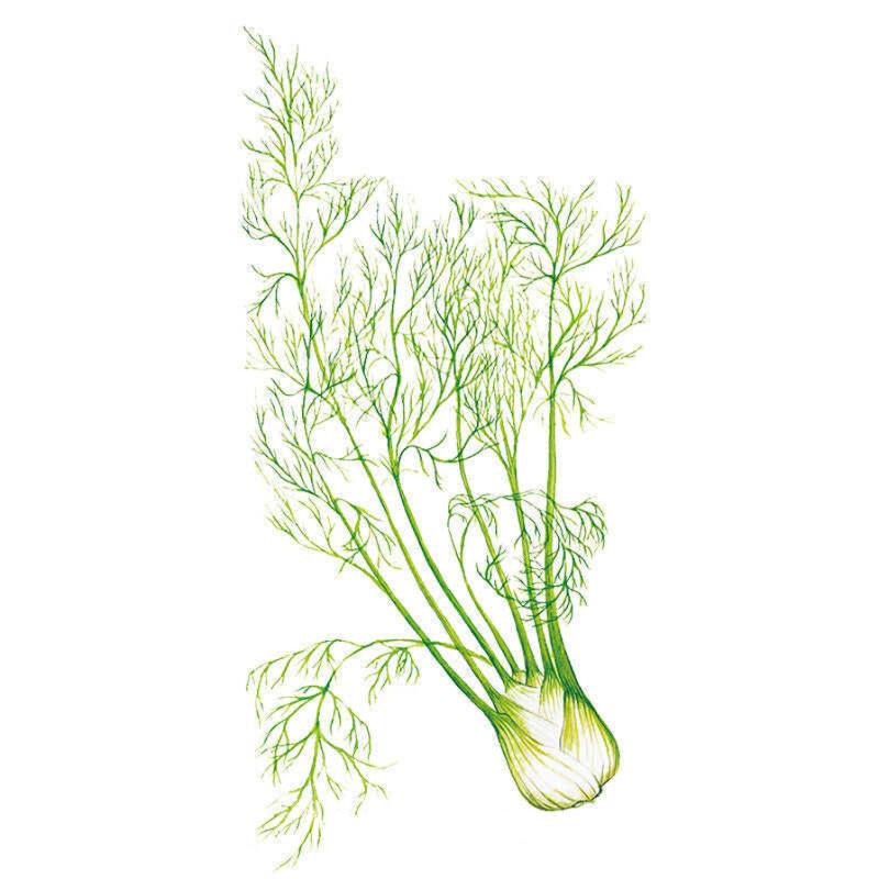 fennel seed plant Finocchio Fennel Seeds