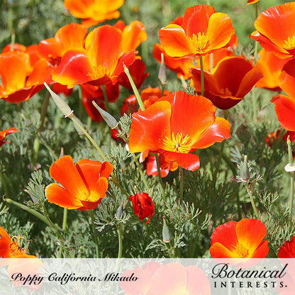 Mikado California Poppy Seeds
