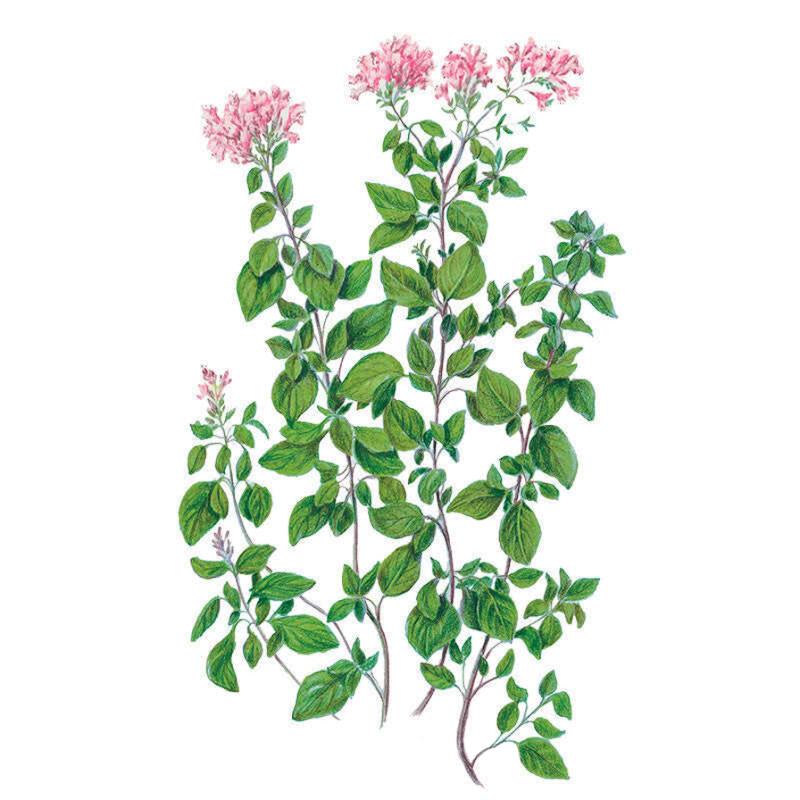 mexican oregano seeds for planting Common Oregano Seeds
