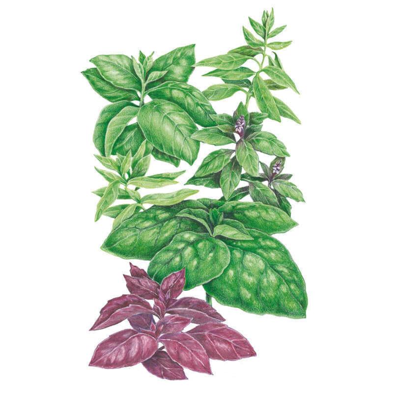Six Basil Blend Basil Seeds – Epic Gardening