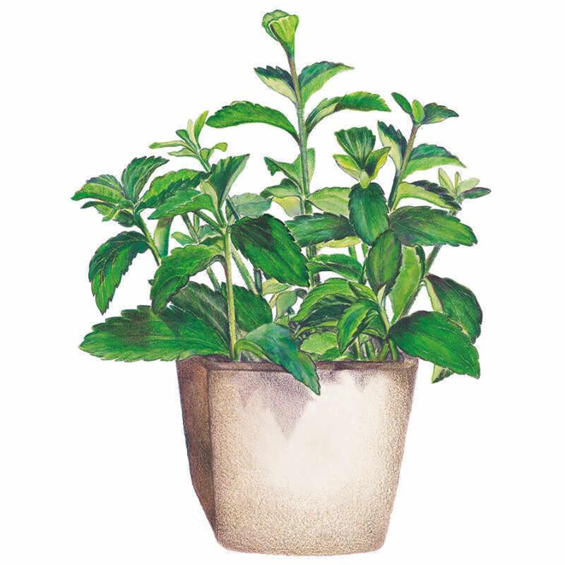 stevia plant in pot Candy Stevia Seeds
