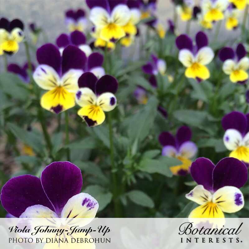 Johnny-Jump-Up Viola Seeds