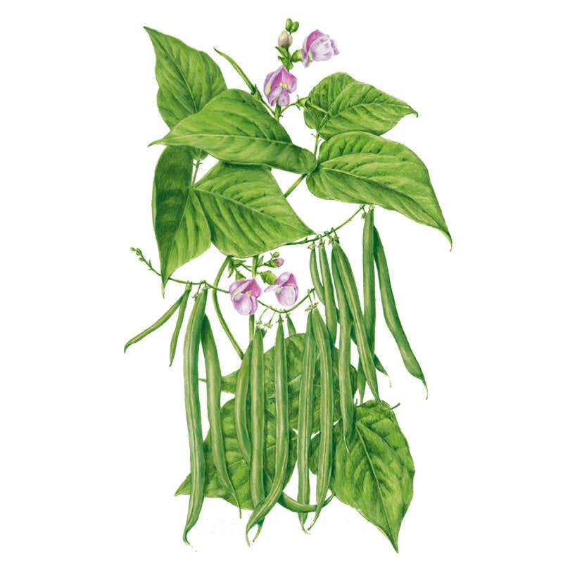 bean plant from seed Provider Bush Bean Seeds – Epic Gardening