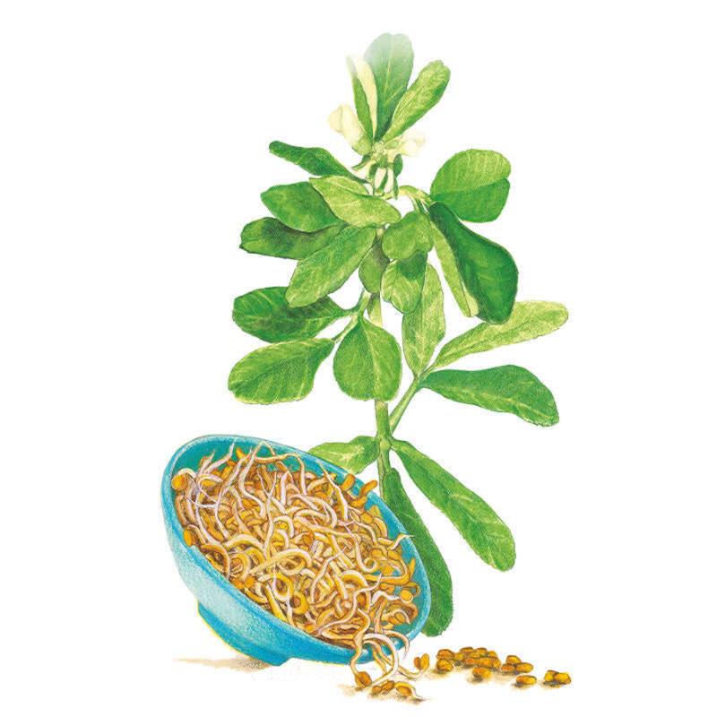 fenugreek seeds for garden Fenugreek Sprouts Seeds