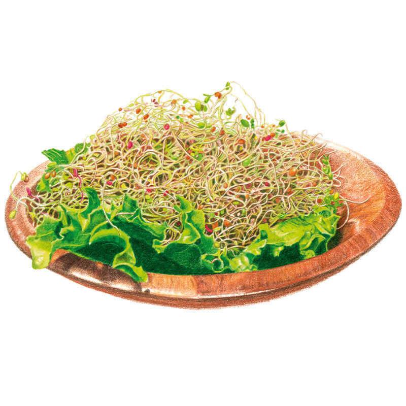 salad plant with tiny brown seeds Salad Mix Sprouts Seeds