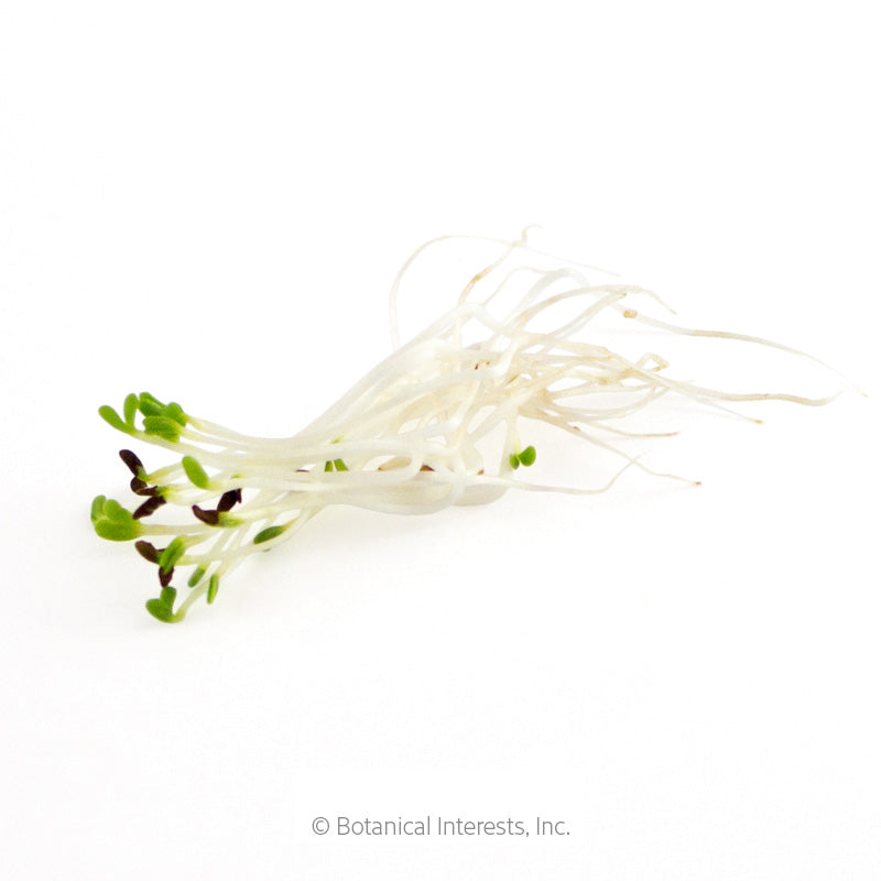 Ciao Bella Basil Blend Microgreens Seeds – Botanical Interests