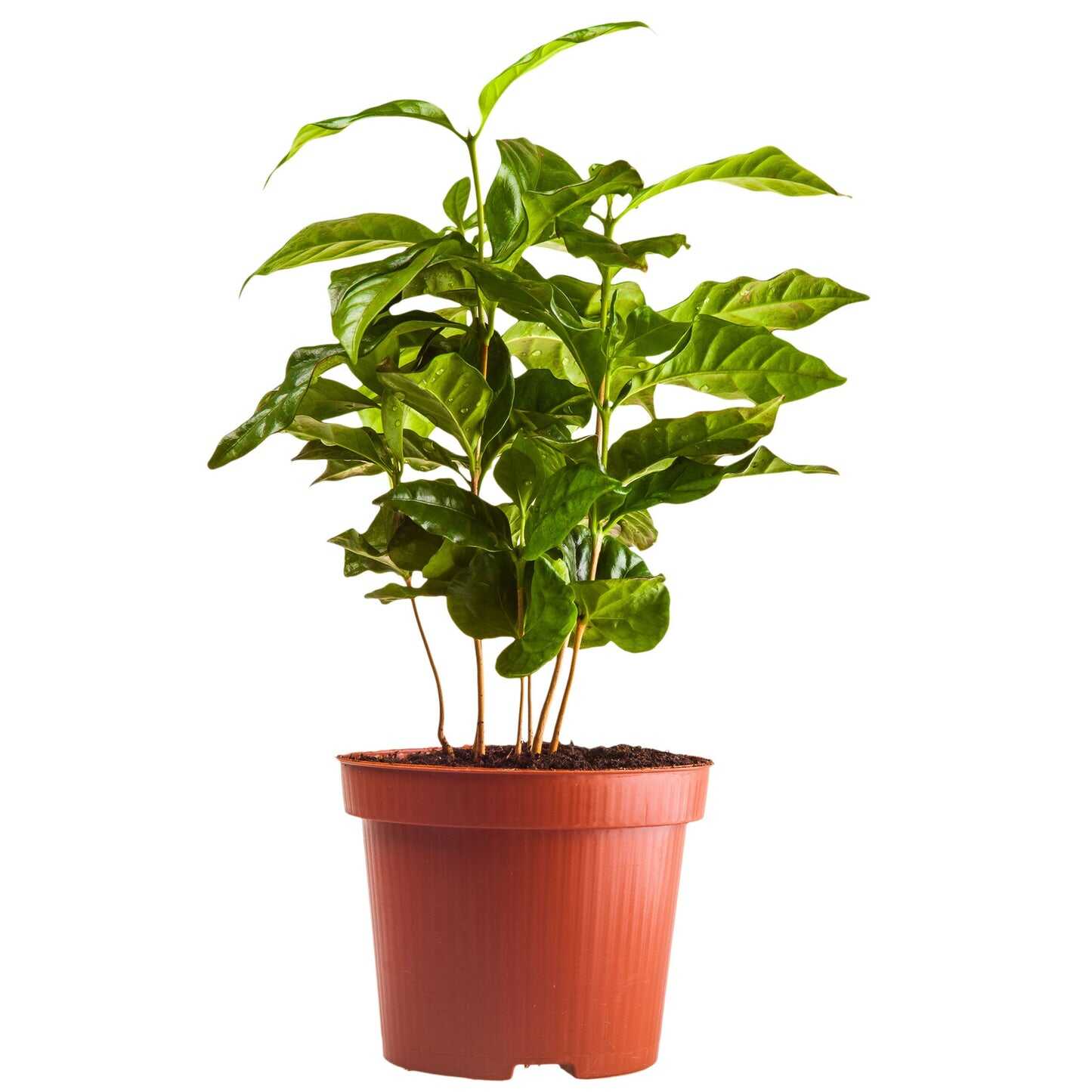 Arabica Coffee Plant – Epic Gardening
