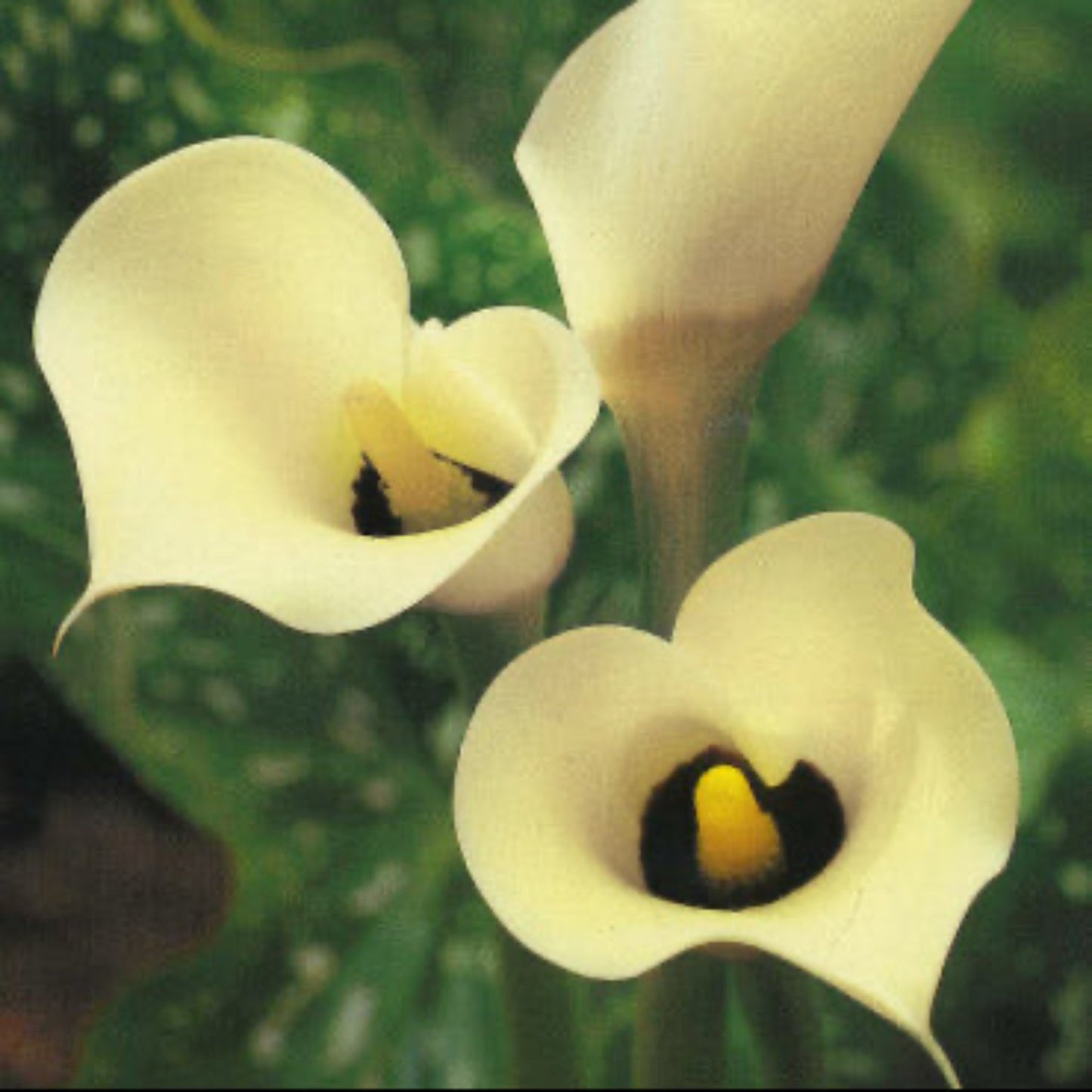 Black Eyed Lady Calla Lily Bulbs