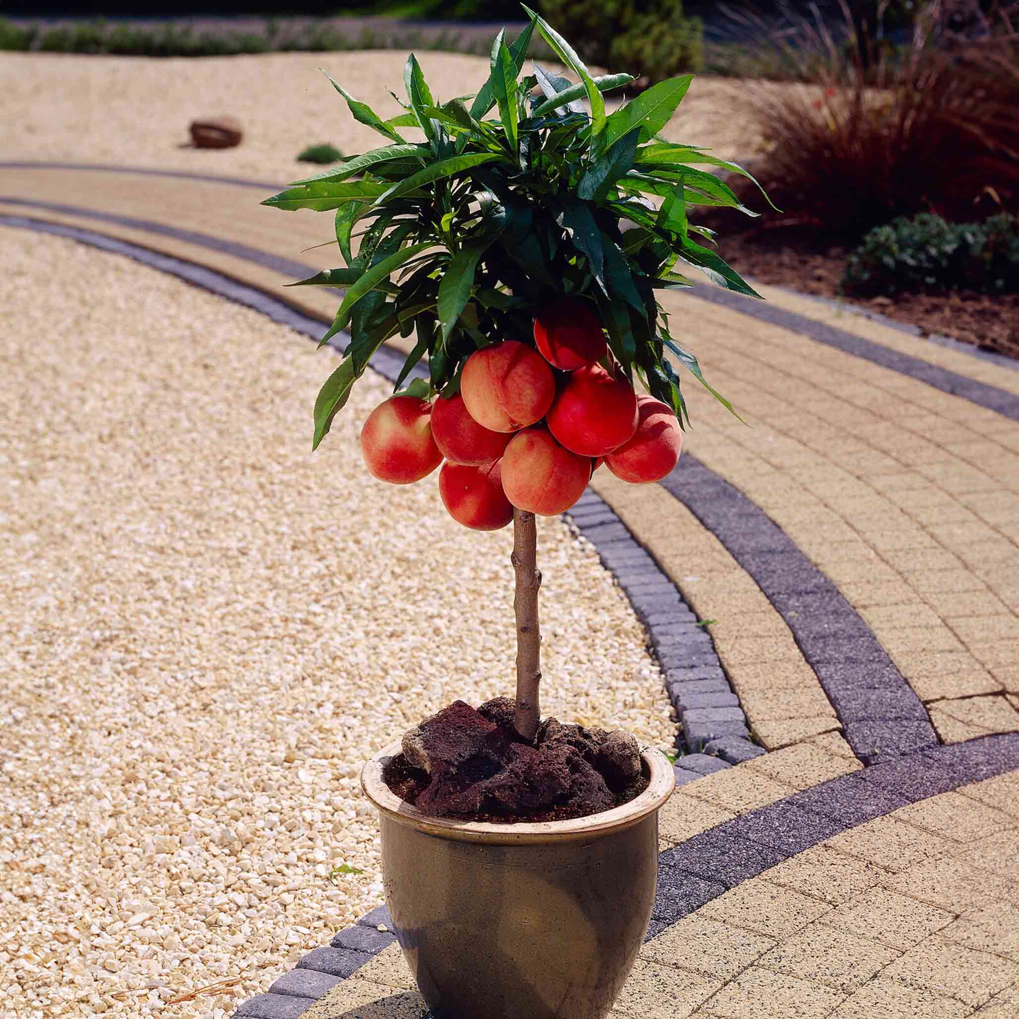 peach plant pot Bonanza Patio Peach – Epic Gardening