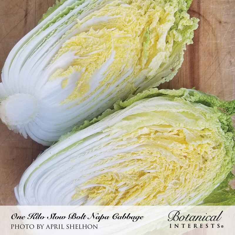One Kilo Slow Bolt Napa Cabbage Seeds