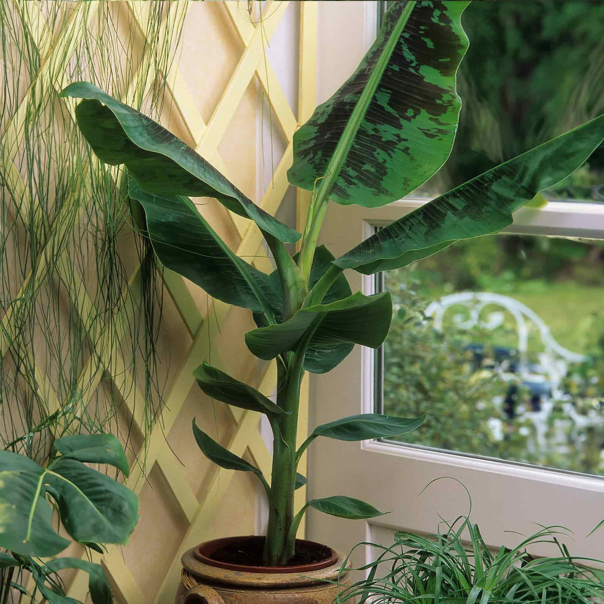 do indoor banana plants grow bananas Dwarf Cavendish Banana Tree