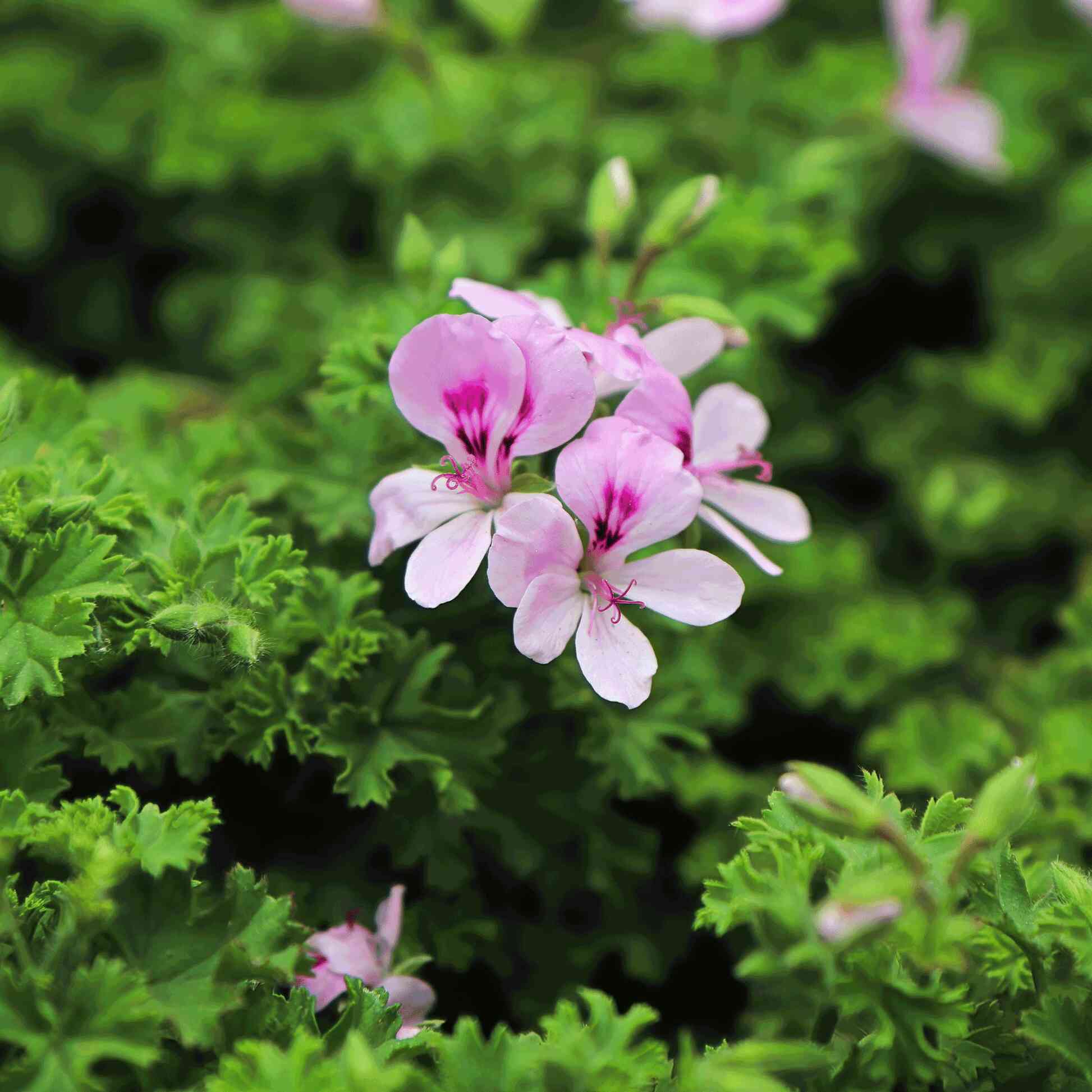 citronella plant seeds for sale Citronella Bush – Epic Gardening
