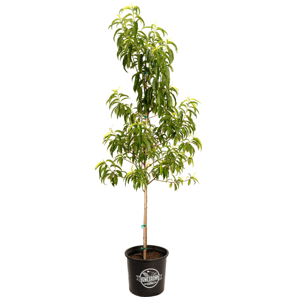 Young potted Contender Peach tree on a plain white background.
