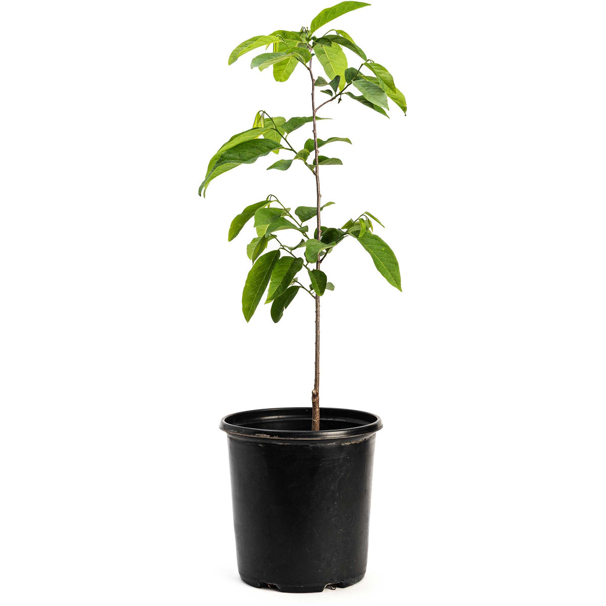 Potted Sugar Apple tree in a black nursery pot on a white background.