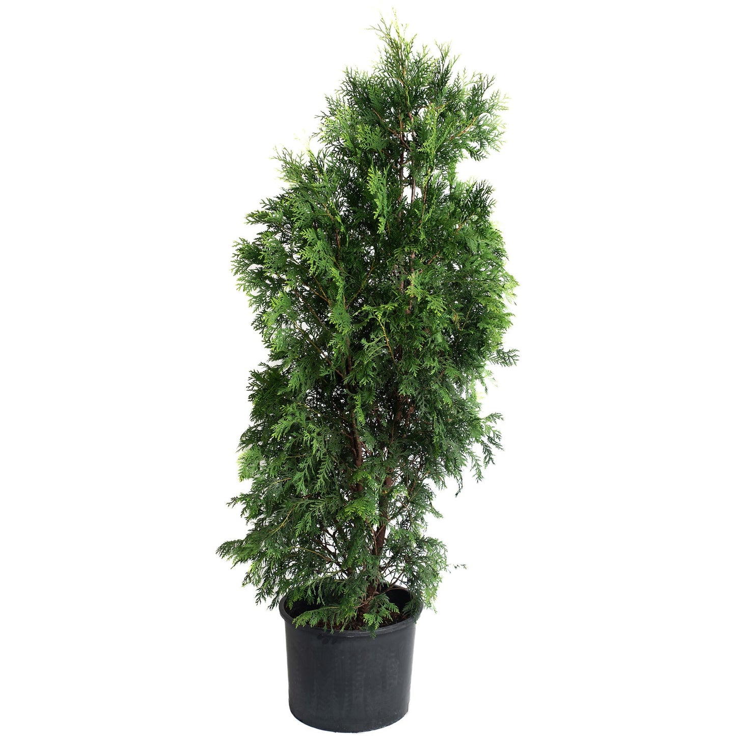 American Pillar Thuja