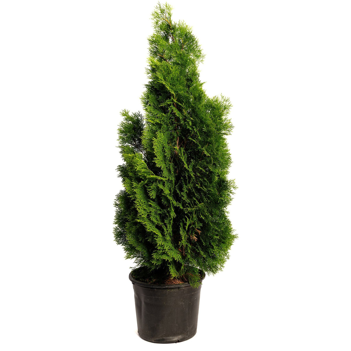 Potted Emerald Green Arborvitae tree on a plain white background.