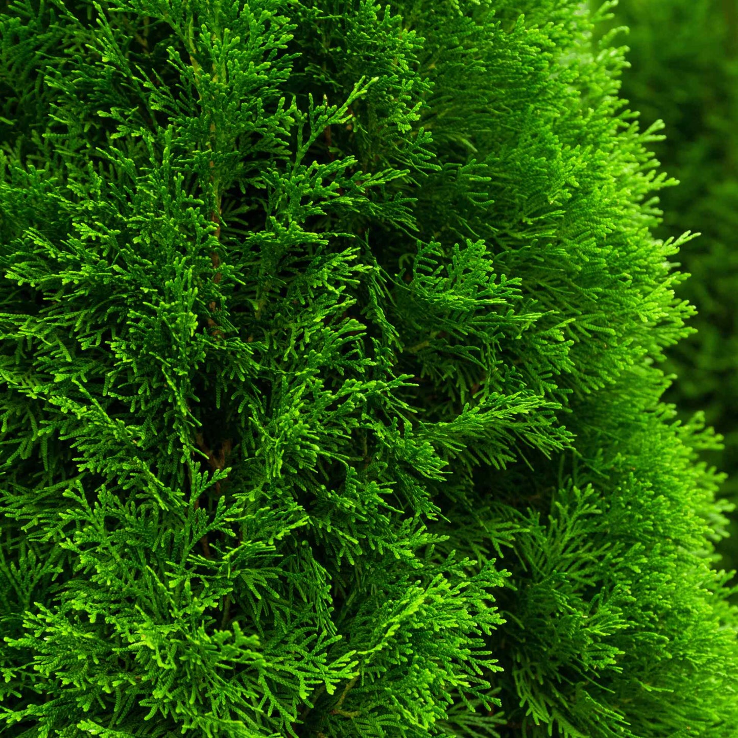 Emerald Green Arborvitae