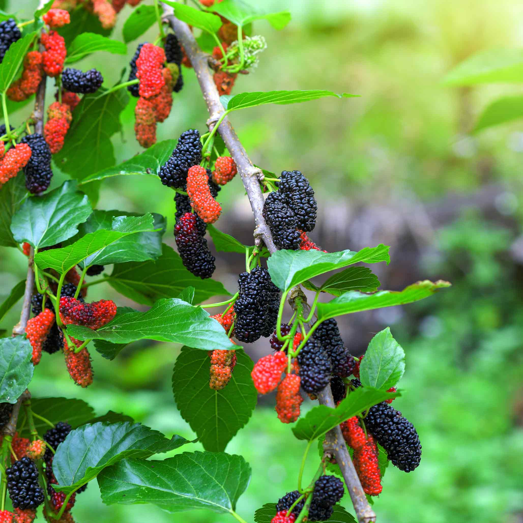 best fertilizer for mulberry plants Everbearing Mulberry Tree - 1 Gallon