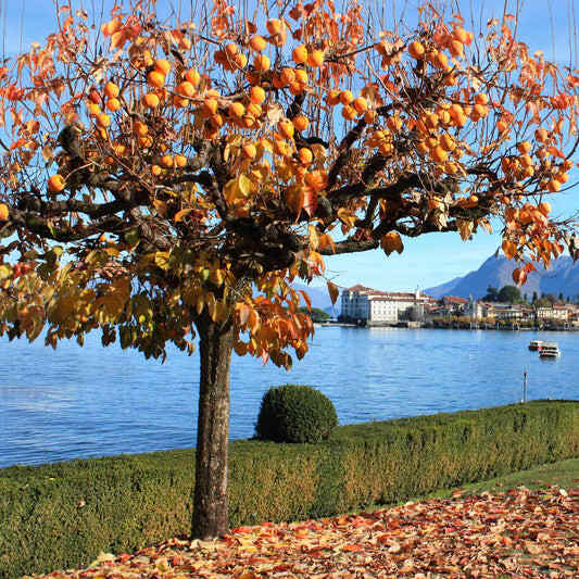 Fuyu Persimmon – Epic Gardening