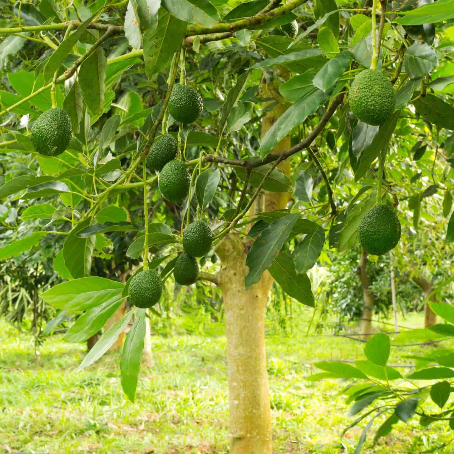 Hass Avocado Tree – Epic Gardening