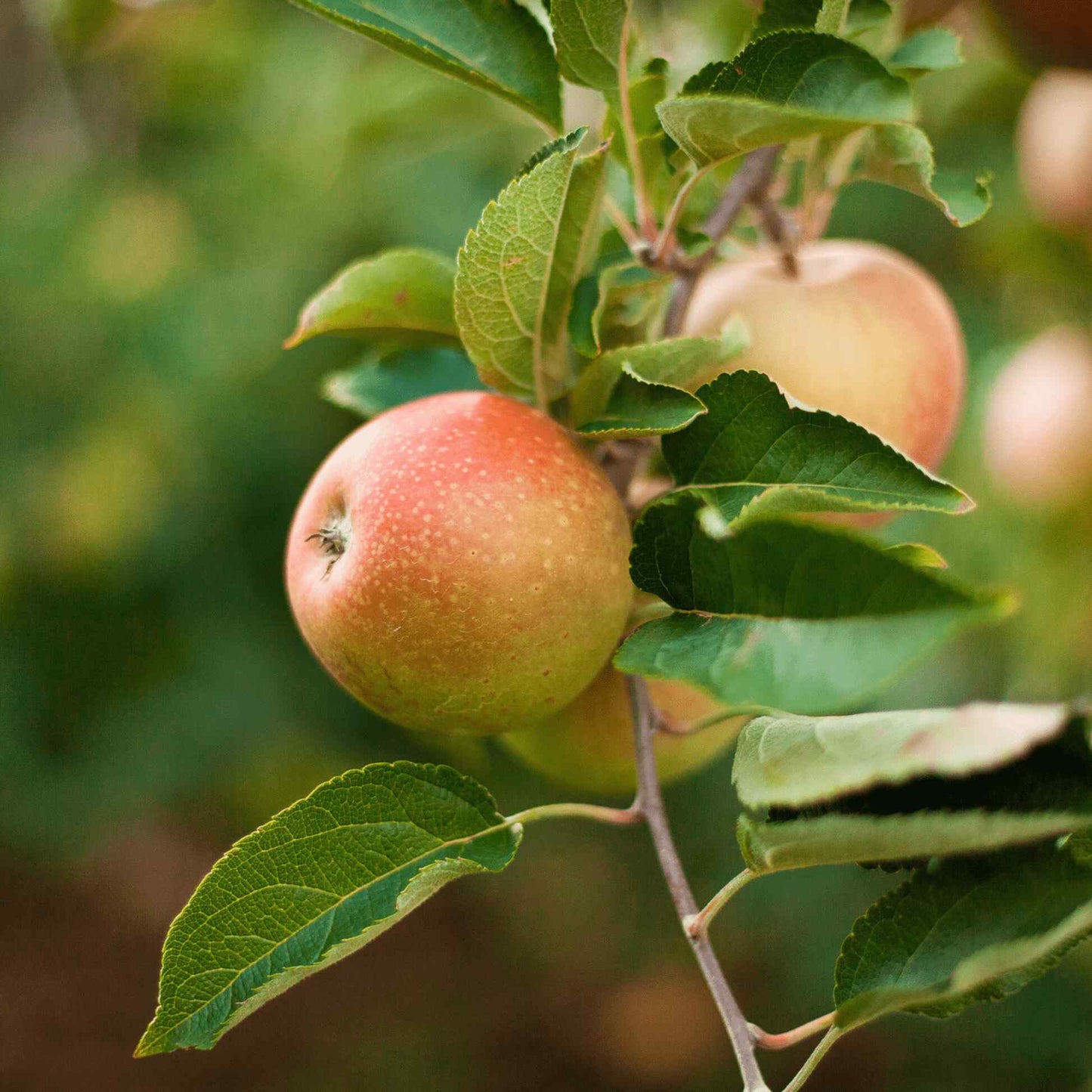 Honeycrisp Apple Tree