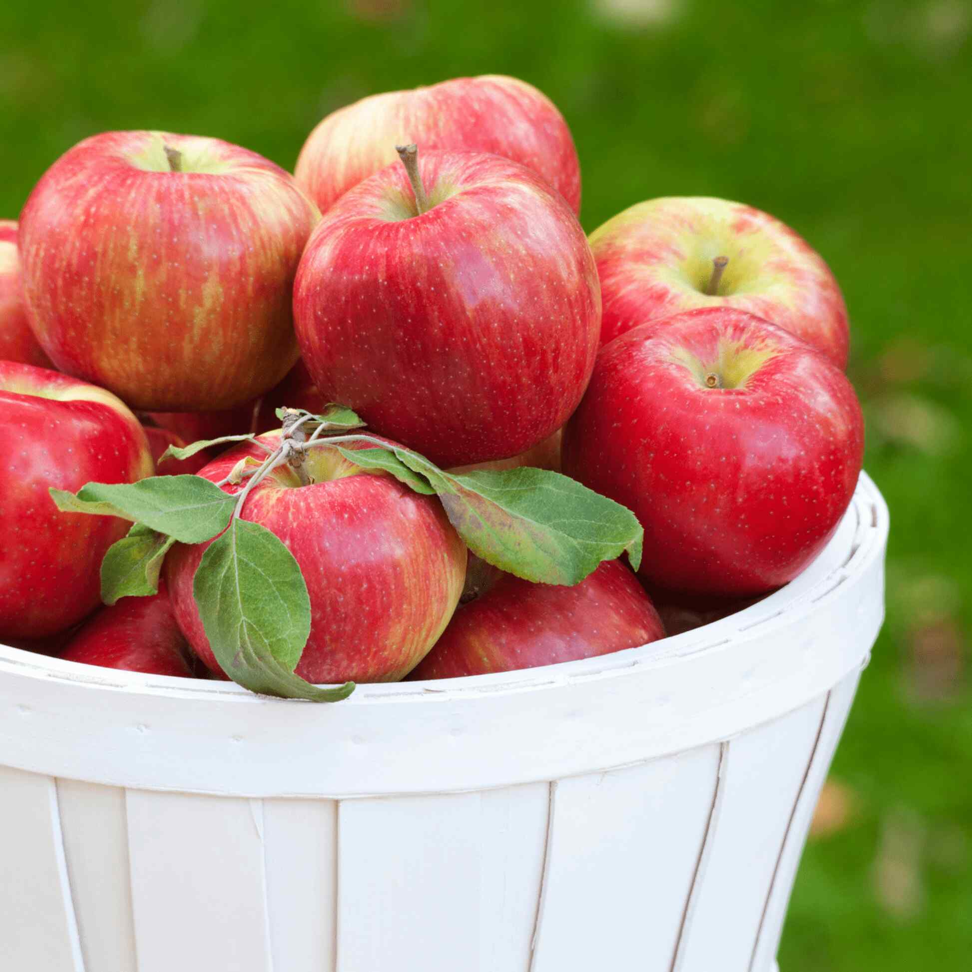 planting honeycrisp apple seeds Honeycrisp™ Apple Tree