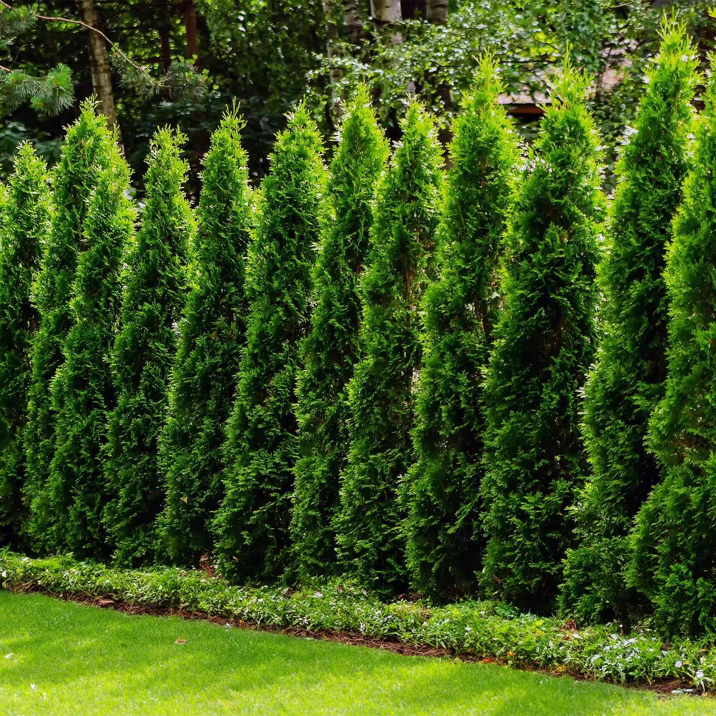 Junior Giant Thuja Tree