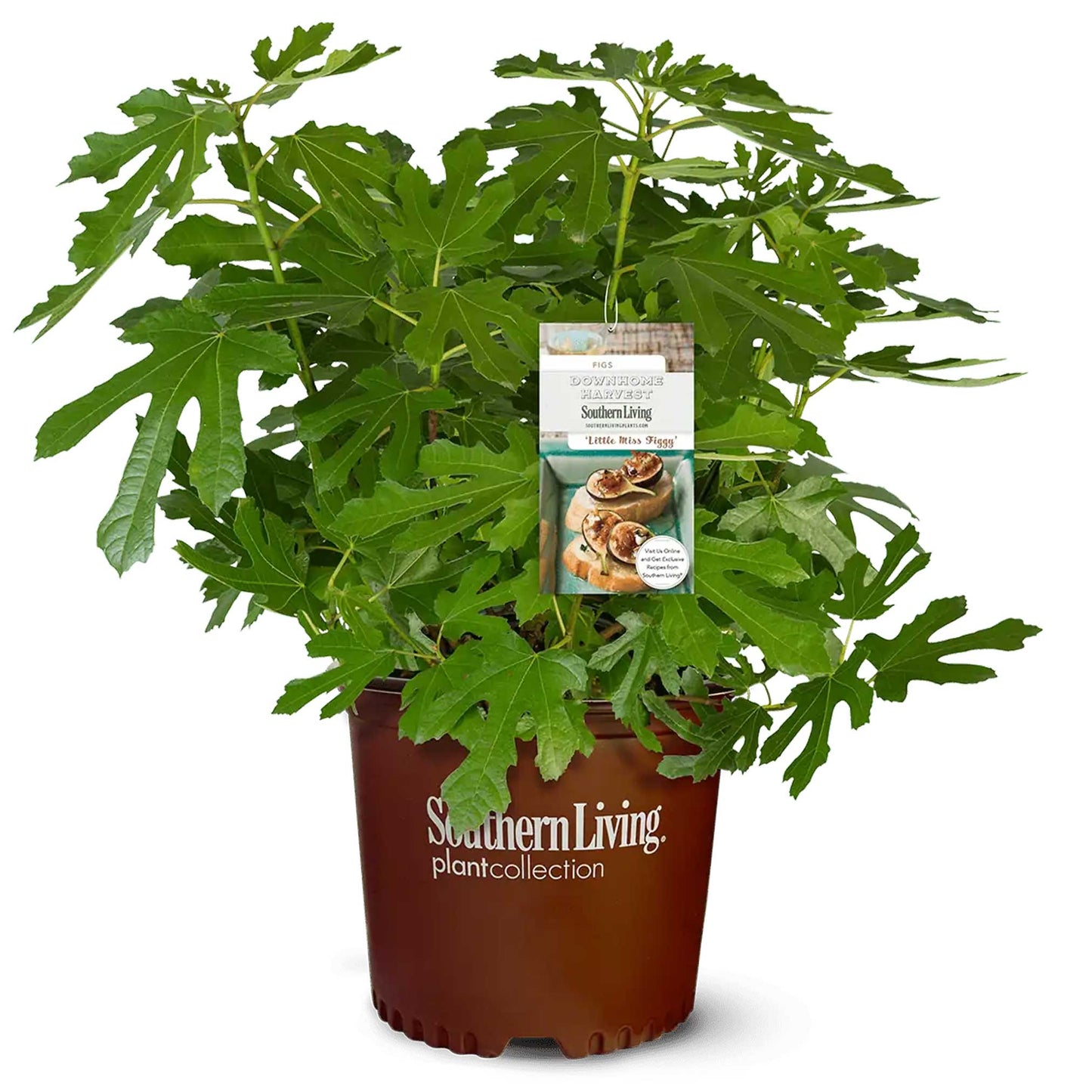 Little Miss Figgy™ Fig Tree