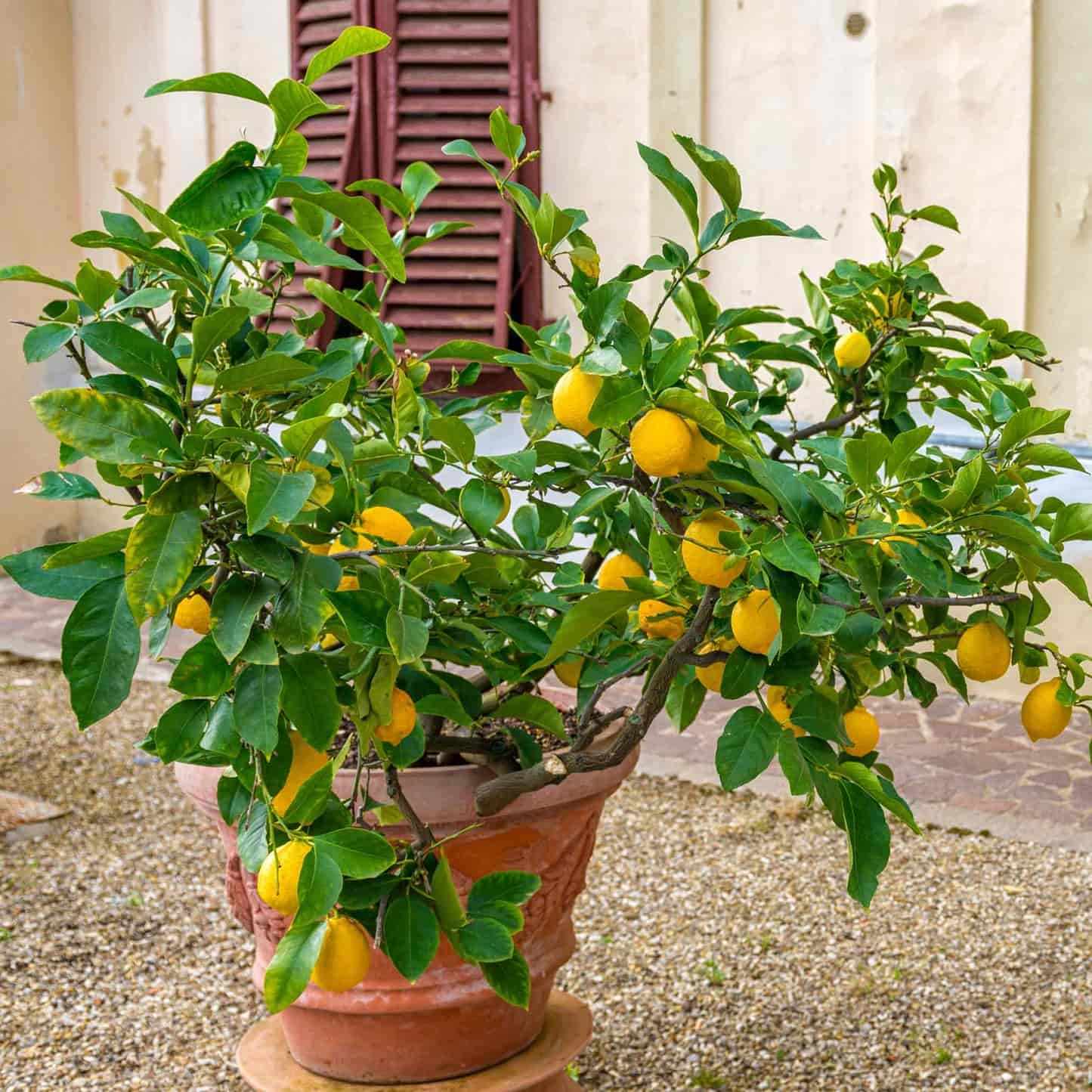 lemon tree house plant Improved Meyer Lemon Bush