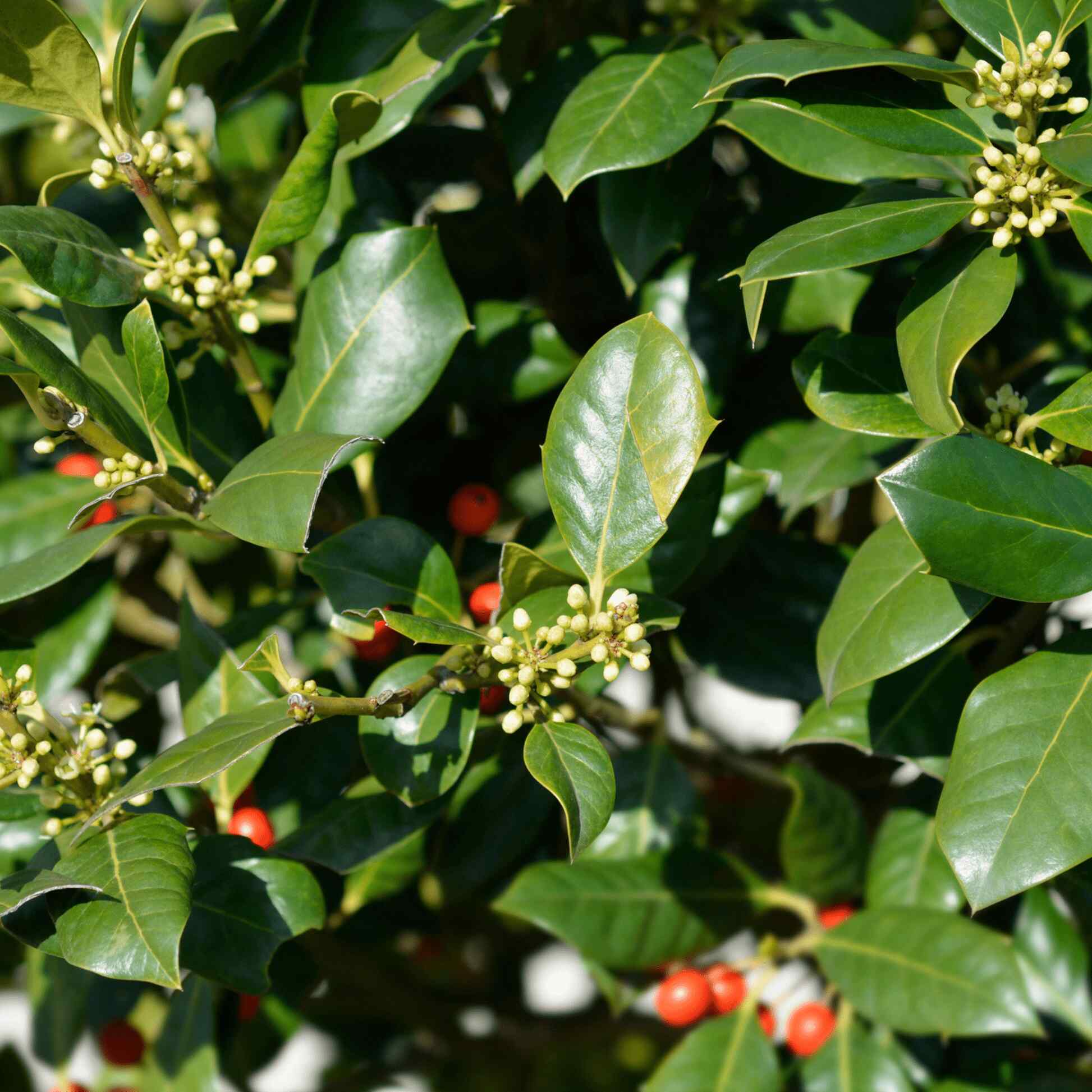 On sale Ilex Evergreen Shrub, Nellie R Stevens Holly, 3 Inch Pot, Lot of 20