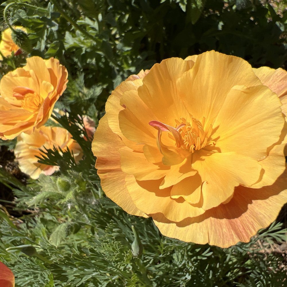 Orange California Poppy Seeds