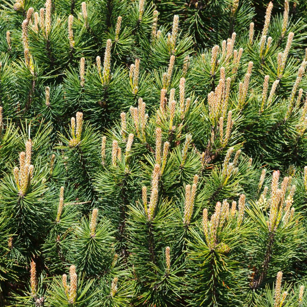 Pumillio Mugho Pine