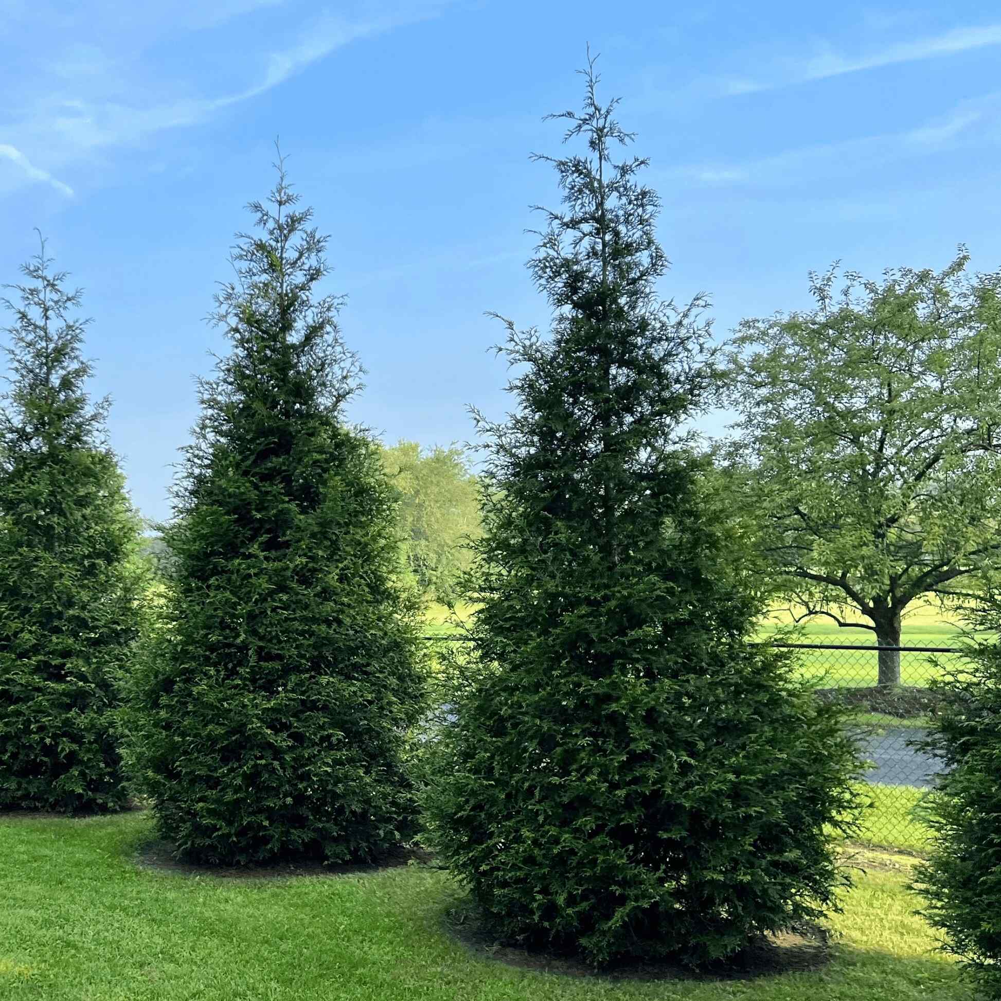 Thuja Green Giant | 4-5 ft
