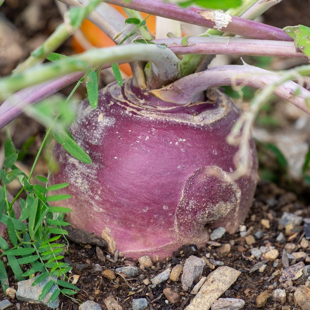 American Purple Top Rutabaga Seeds