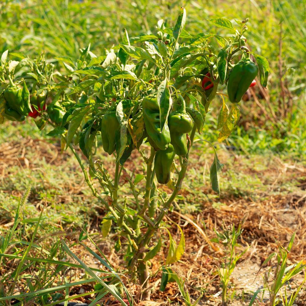 Ancho/Poblano Chile Pepper Seeds