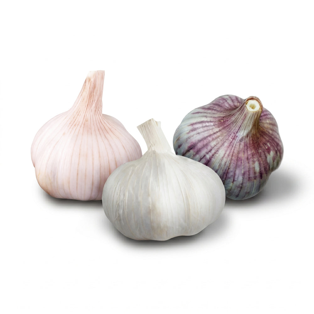 Moderate Climate Garlic Bundle (Zones 7-8)