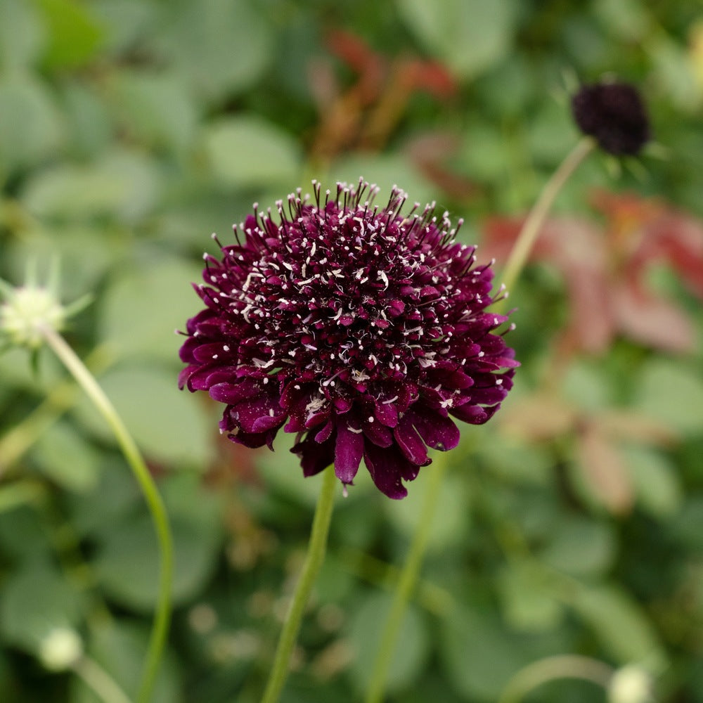 Black Knight Scabiosa Pincushion Flower Seeds