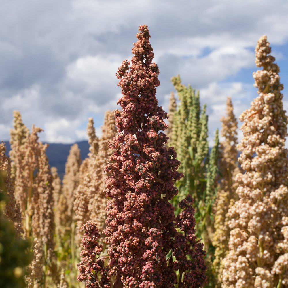 Brightest Brilliant Rainbow Quinoa Seeds