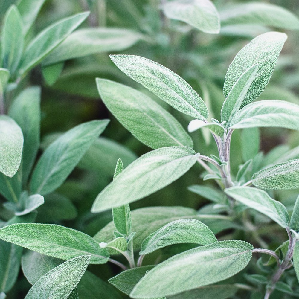 Broadleaf Sage Seeds