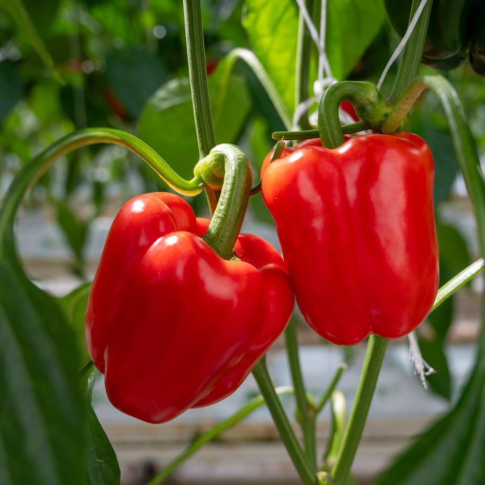 California Wonder Sweet Pepper Seeds