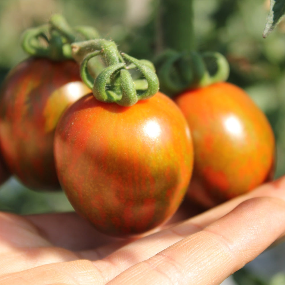 Chocolate Sprinkles Pole Cherry Tomato Seeds