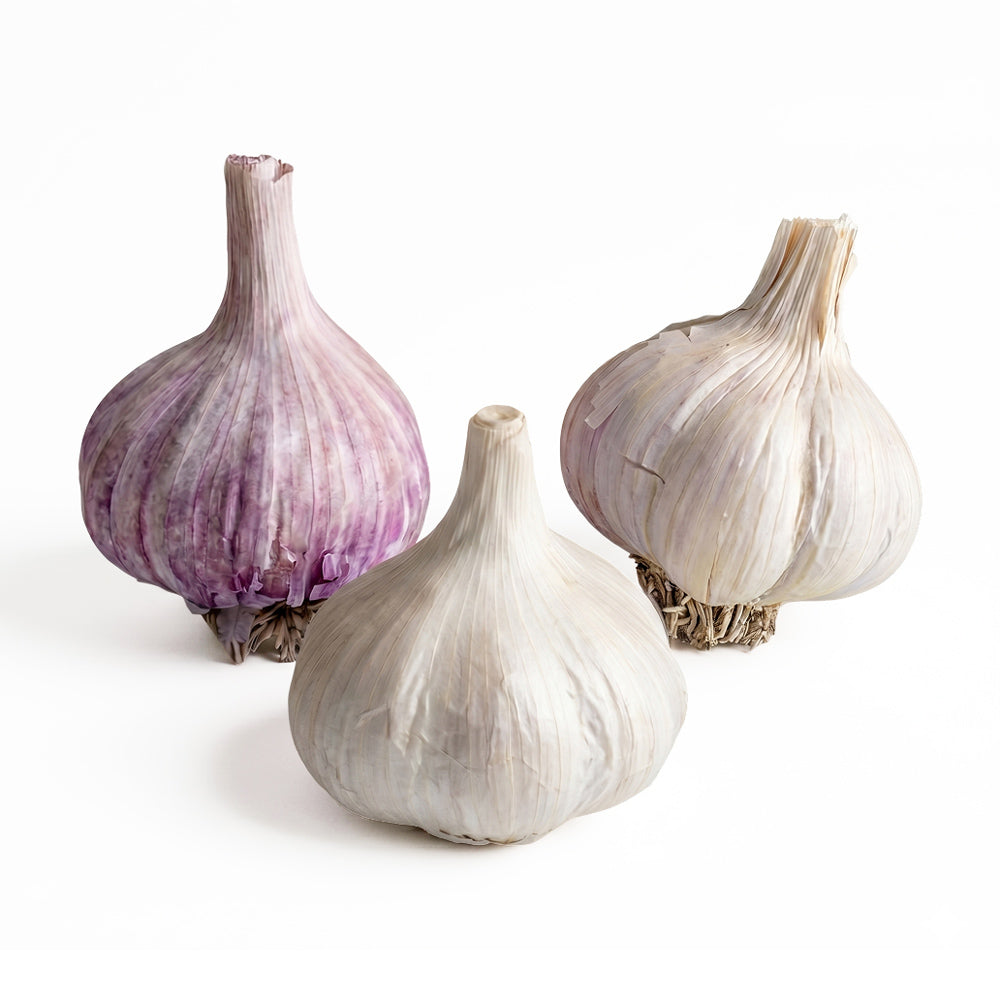 Cold Climate Garlic Bundle (Zones 1-5)
