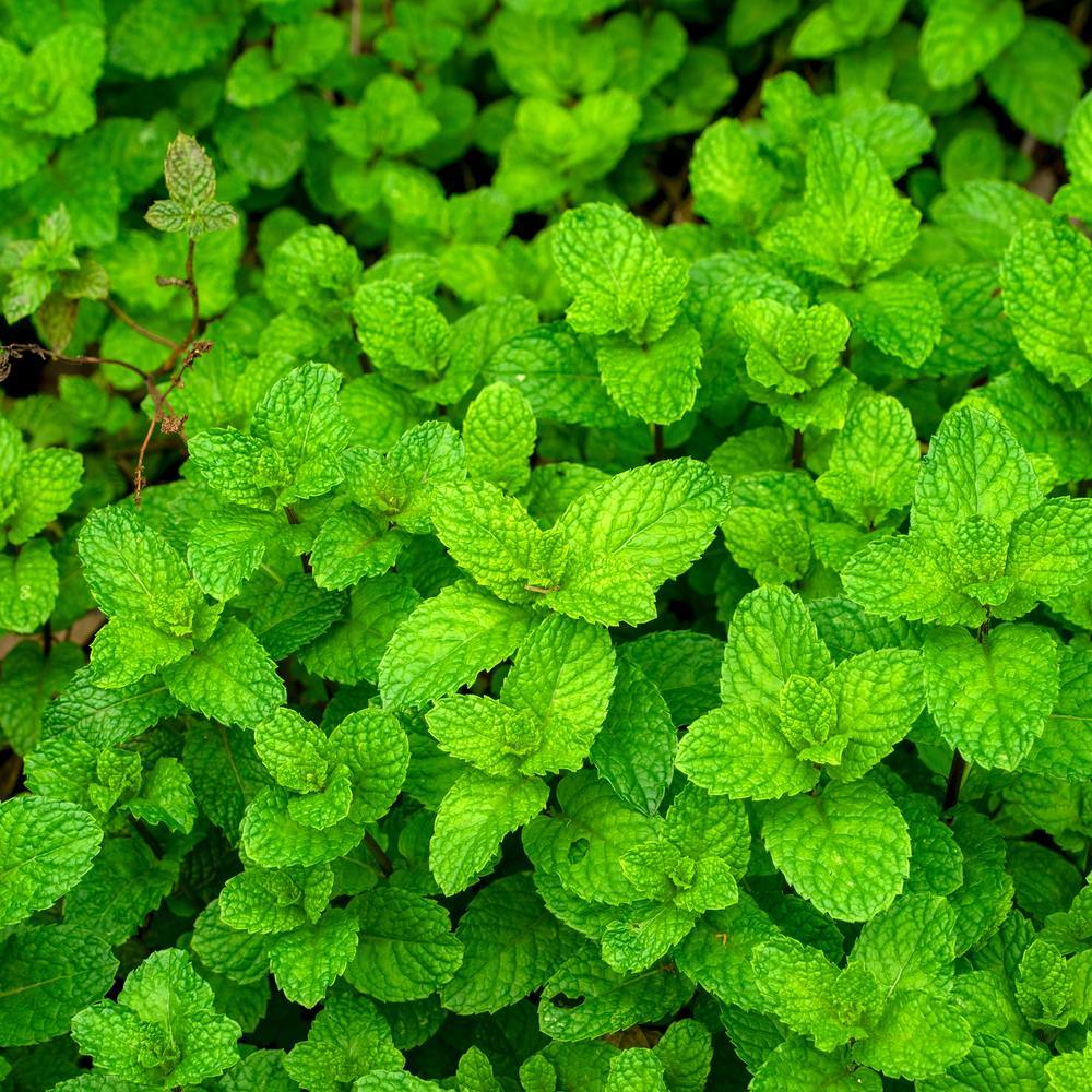 Common Mint Seeds