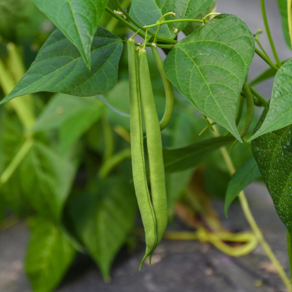 Contender Bush Bean Seeds